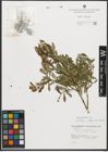 Foto von Salix purpurea L.
